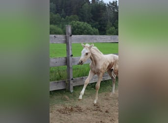 German Riding Pony, Mare, 2 years, 14,2 hh, Palomino