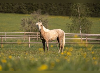 German Riding Pony, Mare, 2 years, 14,2 hh, Palomino