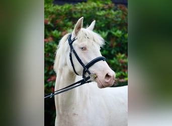 German Riding Pony, Mare, 2 years, 14.2 hh, Perlino