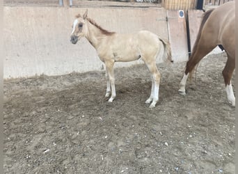 German Riding Pony, Mare, 2 years, 14.2 hh, Red Dun