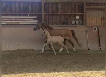German Riding Pony, Mare, 2 years, 14.2 hh, Red Dun