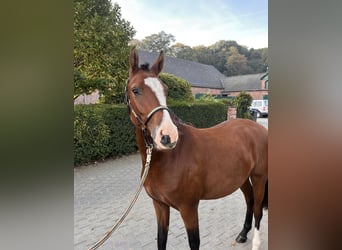 German Riding Pony, Mare, 2 years, 14.3 hh, Bay-Dark