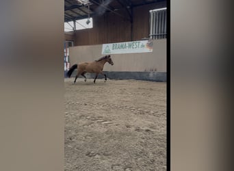 German Riding Pony, Mare, 2 years, 14.3 hh, Buckskin