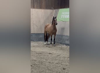 German Riding Pony, Mare, 2 years, 14.3 hh, Buckskin