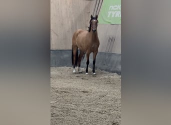 German Riding Pony, Mare, 2 years, 14.3 hh, Buckskin