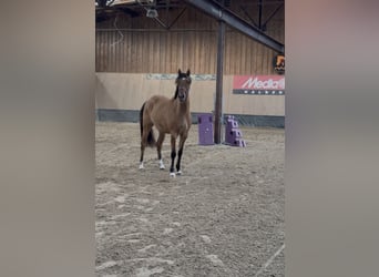 German Riding Pony, Mare, 2 years, 14.3 hh, Buckskin