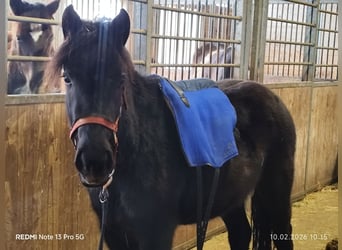 German Riding Pony Mix, Mare, 2 years, 14 hh, Black