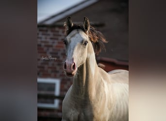 German Riding Pony, Mare, 2 years, 14 hh, Buckskin
