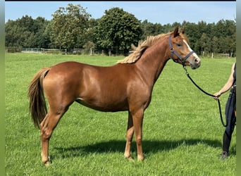 German Riding Pony, Mare, 2 years, 14 hh, Chestnut-Red