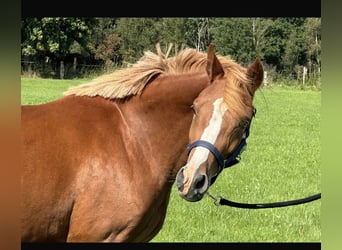 German Riding Pony, Mare, 2 years, 14 hh, Chestnut-Red