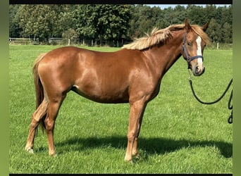 German Riding Pony, Mare, 2 years, 14 hh, Chestnut-Red