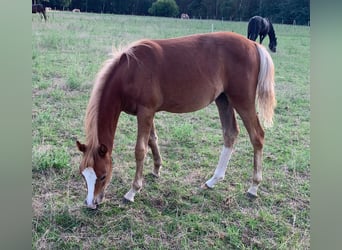 German Riding Pony, Mare, 2 years, 14 hh