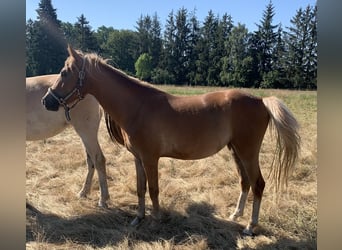 German Riding Pony, Mare, 2 years, 14 hh