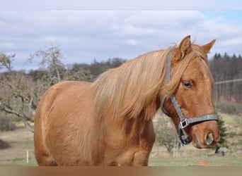 German Riding Pony, Mare, 2 years, 14 hh, Red Dun