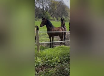 German Riding Pony, Mare, 2 years, 14,1 hh, Brown