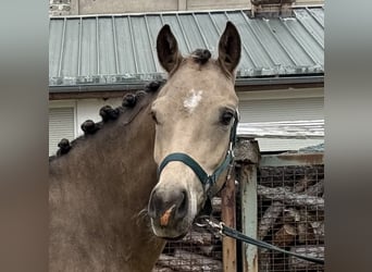 German Riding Pony, Mare, 2 years, 14,1 hh, Buckskin