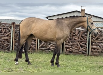 German Riding Pony, Mare, 2 years, 14,1 hh, Buckskin