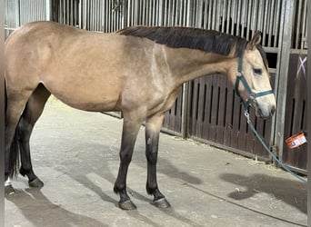 German Riding Pony, Mare, 2 years, 14,1 hh, Buckskin