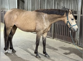 German Riding Pony, Mare, 2 years, 14,1 hh, Buckskin