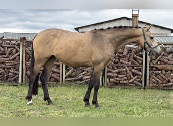 German Riding Pony, Mare, 2 years, 14,1 hh, Buckskin