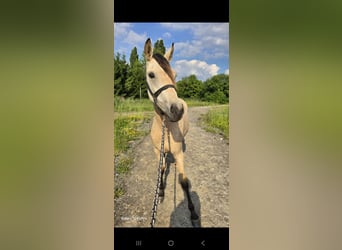German Riding Pony, Mare, 2 years, 14,1 hh, Buckskin