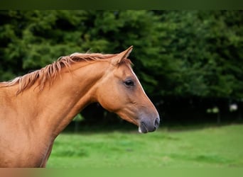 German Riding Pony, Mare, 2 years, 14,1 hh, Chestnut-Red