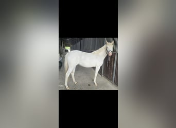 German Riding Pony, Mare, 2 years, 14,1 hh, Cremello