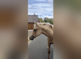 German Riding Pony, Mare, 2 years, 14,1 hh, Palomino