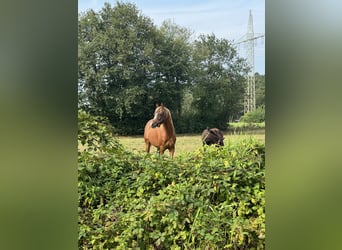 German Riding Pony, Mare, 2 years, 14,1 hh, Sorrel
