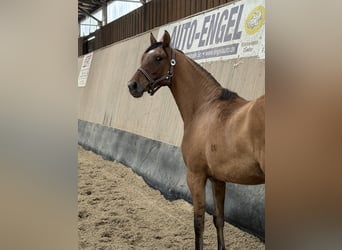 German Riding Pony, Mare, 2 years, 14,3 hh, Buckskin