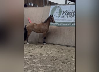 German Riding Pony, Mare, 2 years, 14,3 hh, Buckskin