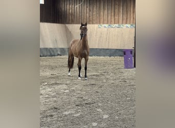 German Riding Pony, Mare, 2 years, 14,3 hh, Buckskin