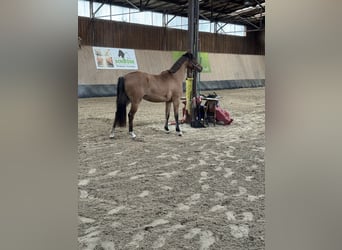 German Riding Pony, Mare, 2 years, 14,3 hh, Buckskin