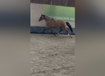 German Riding Pony, Mare, 2 years, 14,3 hh, Buckskin