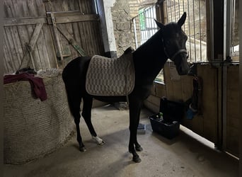 German Riding Pony Mix, Mare, 2 years, 15.2 hh, Smoky-Black