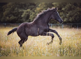 German Riding Pony Mix, Mare, 2 years, 15.2 hh, Smoky-Black