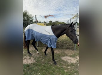 German Riding Pony Mix, Mare, 2 years, 15.2 hh, Smoky-Black