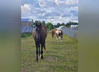 German Riding Pony Mix, Mare, 2 years, 15.2 hh, Smoky-Black