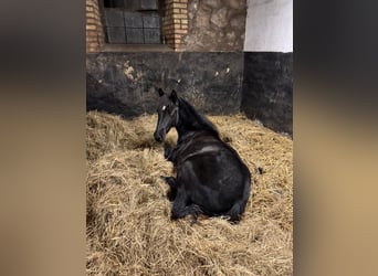 German Riding Pony Mix, Mare, 2 years, 15.2 hh, Smoky-Black