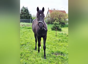 German Riding Pony Mix, Mare, 2 years, 15.2 hh, Smoky-Black