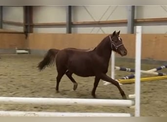 German Riding Pony, Mare, 2 years, Chestnut