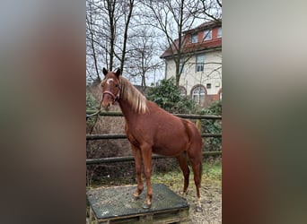 German Riding Pony, Mare, 2 years, Chestnut