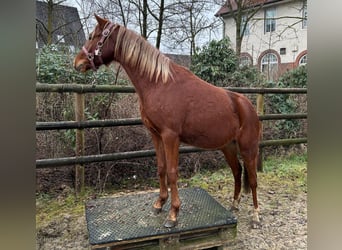 German Riding Pony, Mare, 2 years, Chestnut