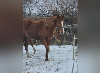 German Riding Pony, Mare, 2 years, Chestnut-Red