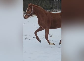 German Riding Pony, Mare, 2 years, Chestnut-Red