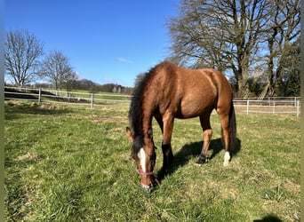 German Riding Pony, Mare, 2 years, Dun