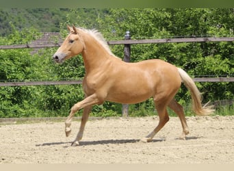 German Riding Pony, Mare, 2 years, Palomino