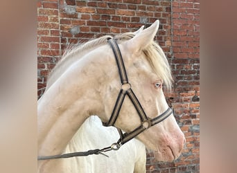 German Riding Pony, Mare, 2 years, Perlino