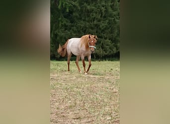 German Riding Pony, Mare, 3 years, 12.1 hh, Can be white