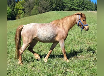 German Riding Pony, Mare, 3 years, 12.1 hh, Roan-Red